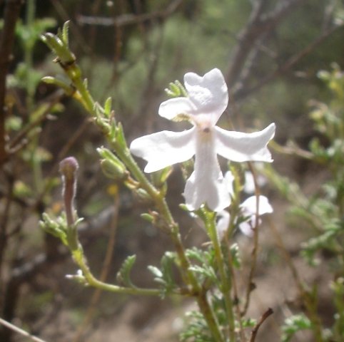 Jamesbrittenia lesutica white flower